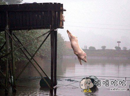 兔子急了咬人,猪逼急了跳水~