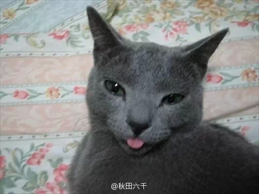 朋友家叫火锅的边境牧羊犬会按电梯下楼,到小区门口打酱油,自己上厕所会冲水。早上7点半会叫主人起床,星期六星期天知道看日历给主人睡懒觉,会下楼收快递,申通小哥都习惯了,按免提,电话里说:“火锅,你快递来了,三分钟下楼哈!”火锅说:“汪!”就开门下楼了。叼着快递上来我一看收件人写着“火锅阿汪”。她丧心病狂的懒女主人体重70公斤,每天火锅自己下去遛自己。