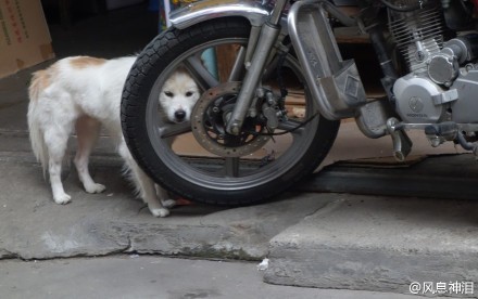 路过小巷,发现有只狗的头摩托车轮子里,以为它卡住了,过去扶住它的头往后扯,居然很轻松就缩了回来。它挣脱我的手,又把头塞回去。我迷惑了,下意识的再次把它头往后拉,结果这位愤怒的“汪!”了一声,喷着粗气,重重的将头镶回摩托车轮子空隙里……我悻悻的走掉了。#大大冷艳高贵的爱好真难懂啊!#(风息神泪)