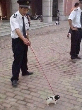 公司刚给保安配的狗,都说是牧羊犬.