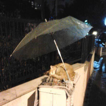 陌生的好心人替流浪猫撑伞遮雨,不久前,一名美国网友分享了一张照片。一只流浪猫睡在旧报纸上,而有个好心人留下一把伞,替它遮雨。一瞬间,他发现这个世界还是很美好,也将这感动感染给更多人。
小小的贴心举动,不仅是对弱势生命的垂怜,也代表这世界仍充满温暖和爱。