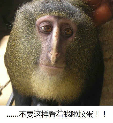【猕猴桃你吃过 猕猴桃猴你见过吗】生物学新闻!刚果(金)雨林中确认了新物种!科学家John Hart在2007年初次见到了这种猴子,现在命名为lesula,但是这只猴子好好笑。。。猕猴桃,有人说像尼古拉斯凯奇,含情脉脉的眼神透露出来蛋蛋的忧伤,超治愈的!瞬间心境就平和了。。