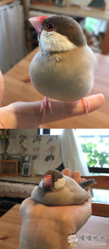 这只文鸟从站在我手上到溶化在我手心里仅仅