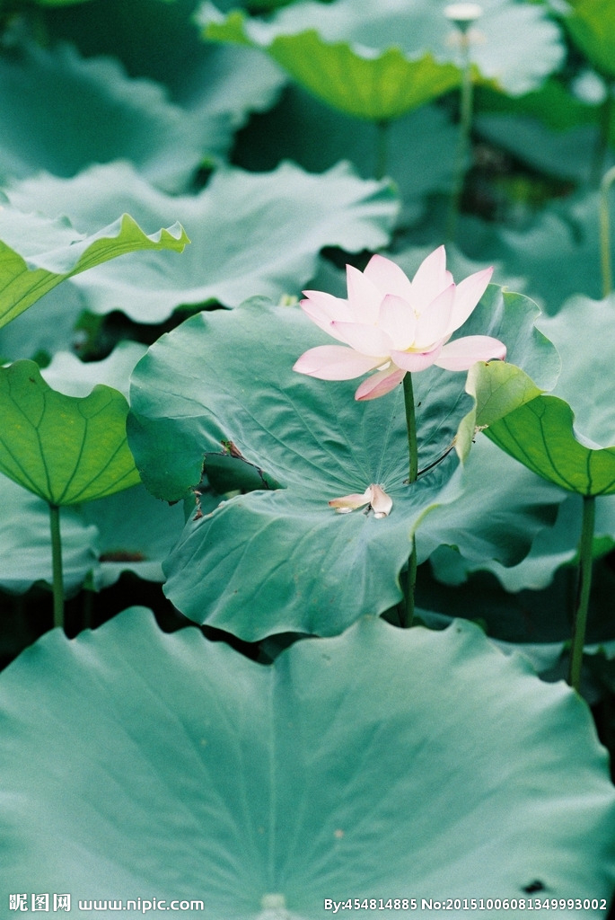 佛前莲花开一朵好看吗 佛前莲花开一朵怎么样