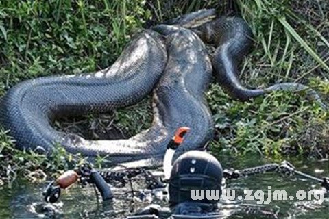 梦见参观大蟒蛇，探索潜意识中的神秘信号