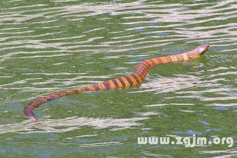 梦见蛇入水中或水田