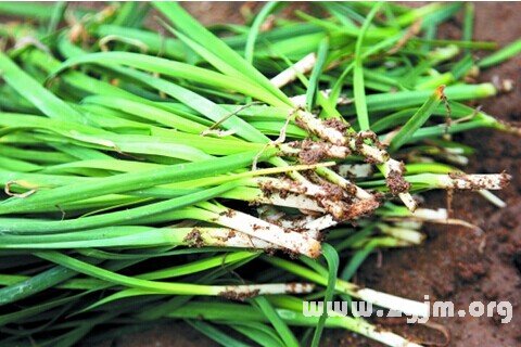 梦见韭菜