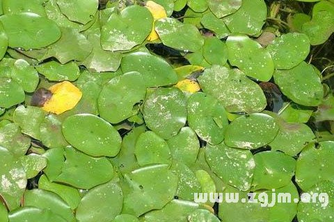 梦见莼菜 菁菜