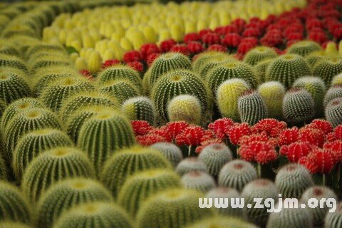梦见仙人球