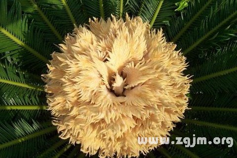 梦见铁树开花