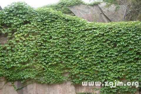 梦见攀援植物