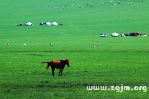 梦见草原