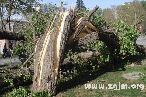 梦见大风吹大树