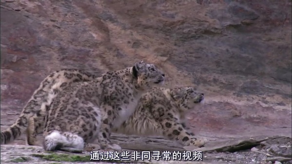 【雪豹:超越神话】演员表_上映时间_剧情介绍