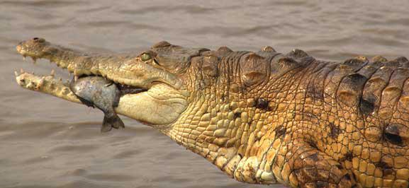 奥里诺科鳄鱼:  南美洲体形最小的食肉动物,也是地球上12种