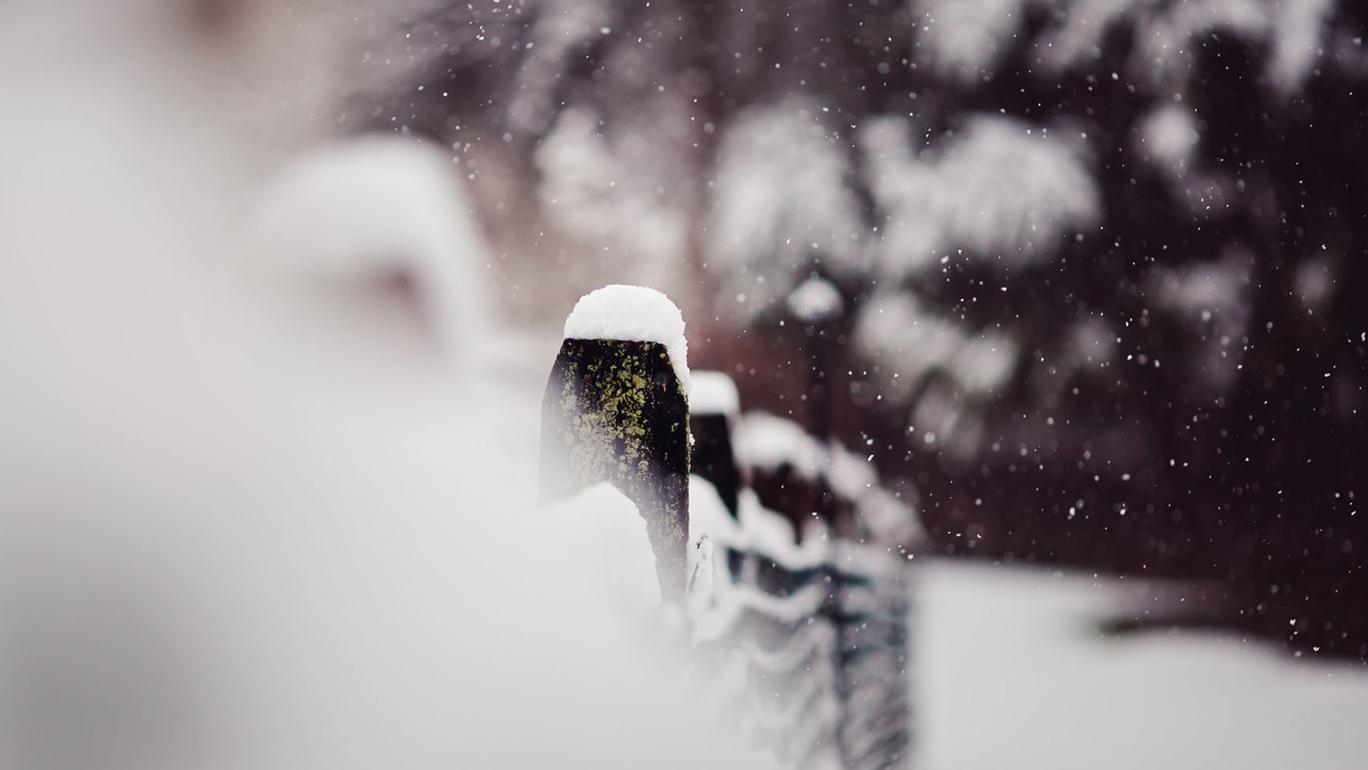 风花雪月简谱_风花雪月啤酒图片(2)