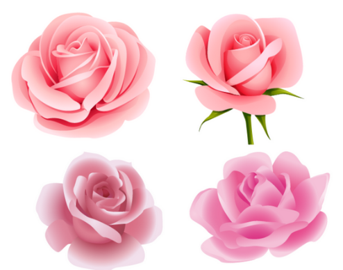 粉色玫瑰代表什么 粉色玫瑰可以怎样送