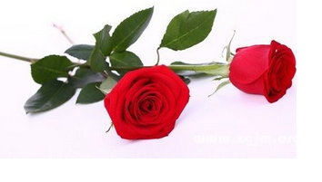 【】玫瑰花花语是什么 玫瑰花数量花语