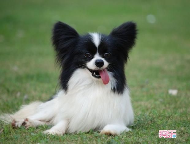 蝴蝶犬优缺点 1414234548408.jpg